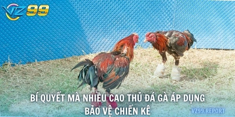 Bí quyết mà nhiều cao thủ đá gà áp dụng bảo vệ chiến kê