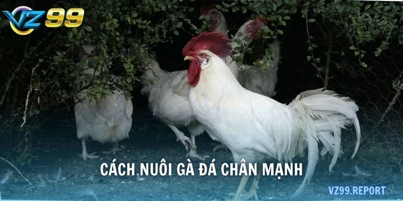 Cách nuôi gà đá chân mạnh