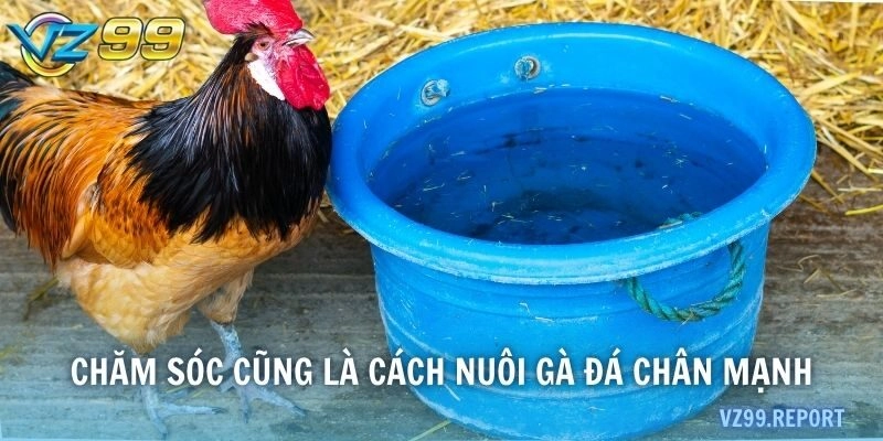 Chăm sóc cũng là cách nuôi gà đá chân mạnh