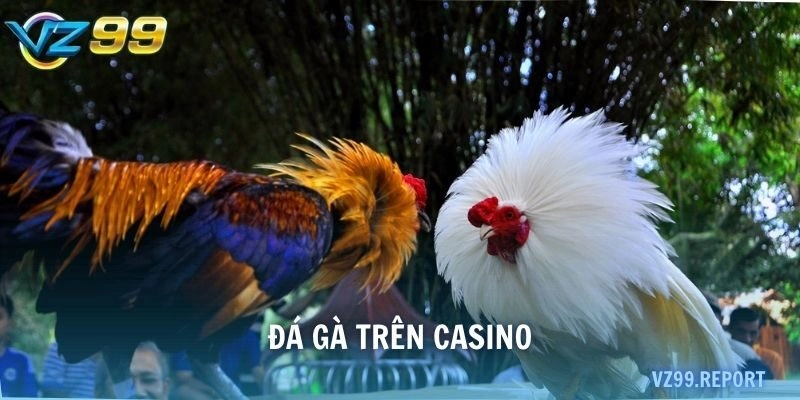 đá gà trên casino