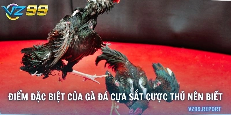 Điểm đặc biệt của gà đá cựa sắt cược thủ nên biết