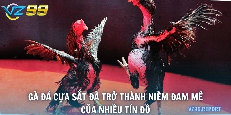 Gà đá cựa sắt đã trở thành niềm đam mê của nhiều tín đồ