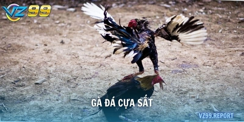 gà đá cựa sắt