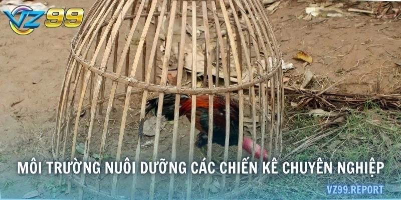 Môi trường nuôi dưỡng các chiến kê chuyên nghiệp