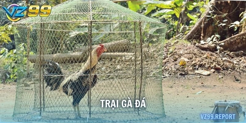 trại gà đá