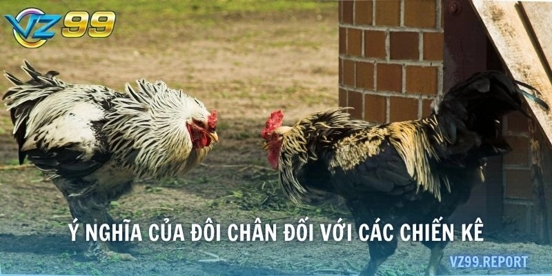 Ý nghĩa của đôi chân đối với các chiến kê